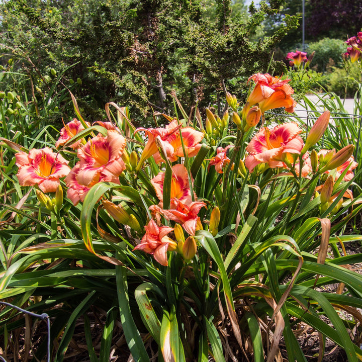 Strawberry Candy Daylily