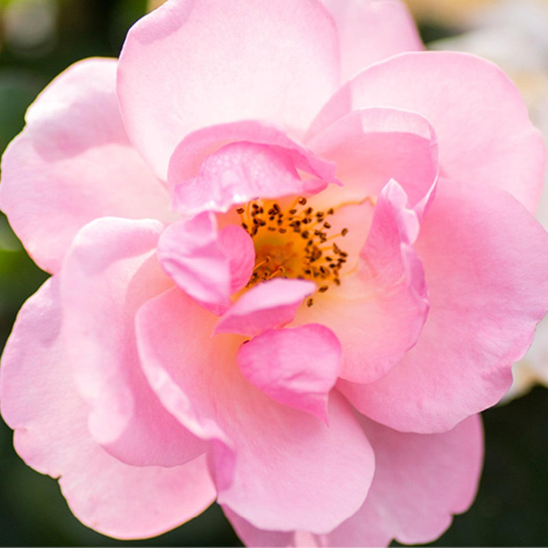Knock Out® Peachy Rose