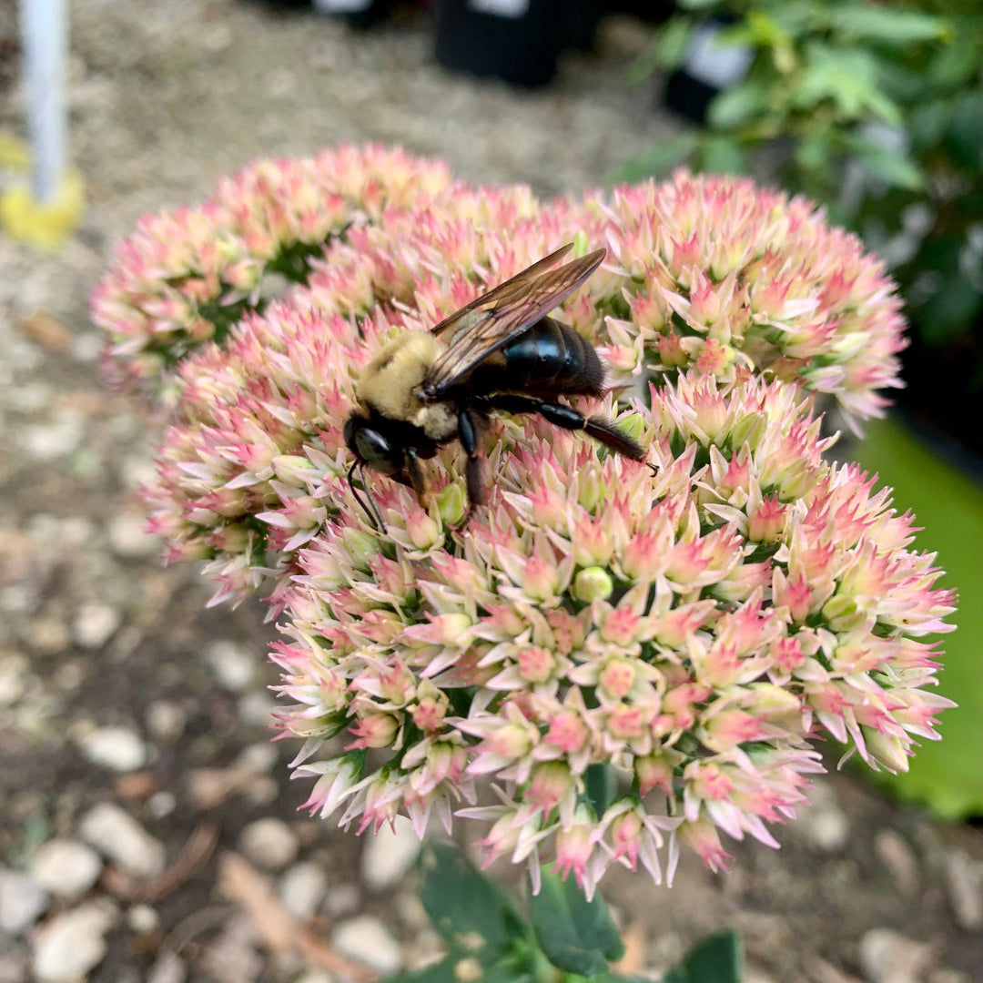 Autumn Joy Stonecrop
