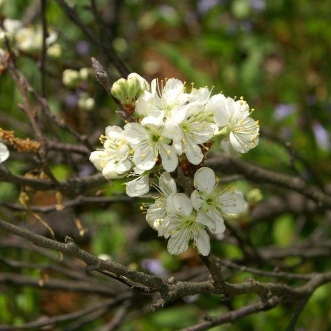 Beach Plum