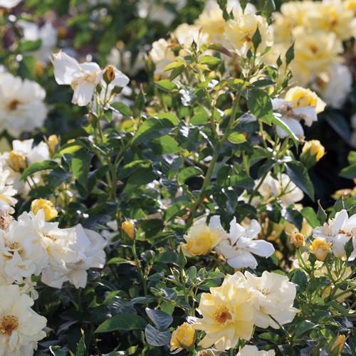 Lemon Drift® Rose