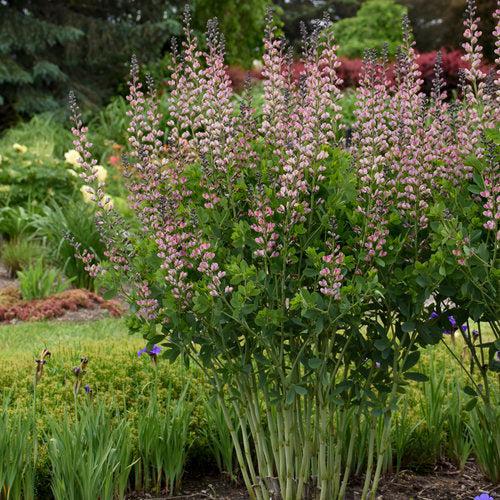 PW® Decadence® Deluxe Pink Truffles False Indigo