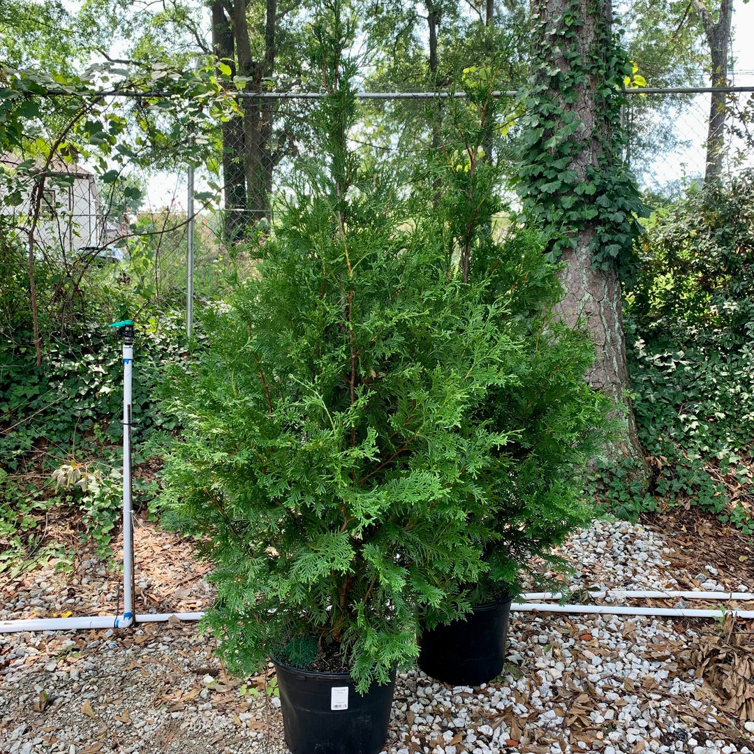 Green Giant Arborvitae