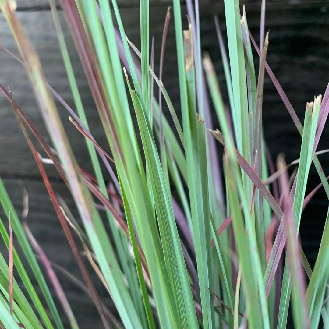 Standing Ovation Little Bluestem