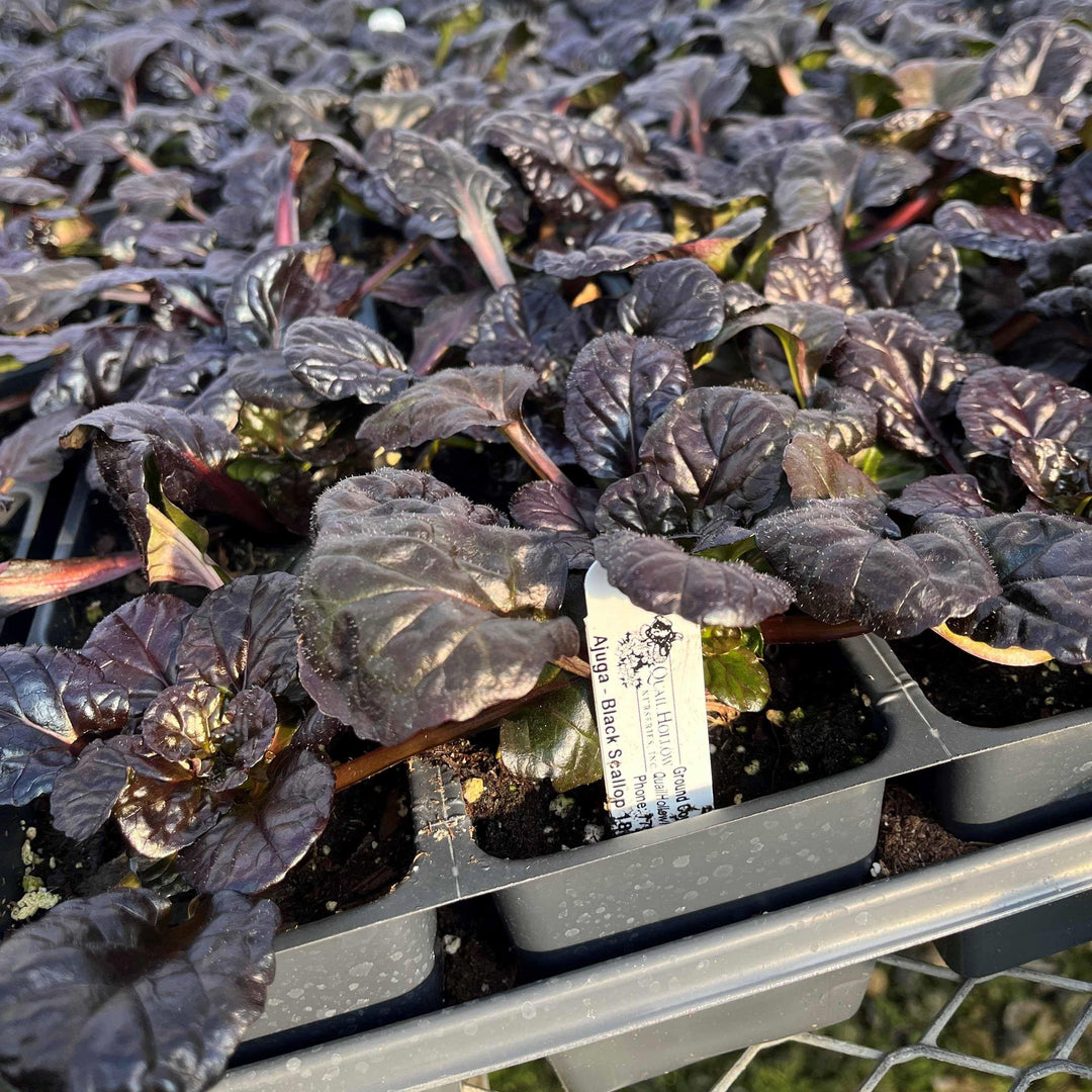 Black Scallop Bugleweed