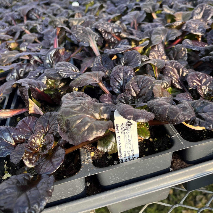 Black Scallop Bugleweed