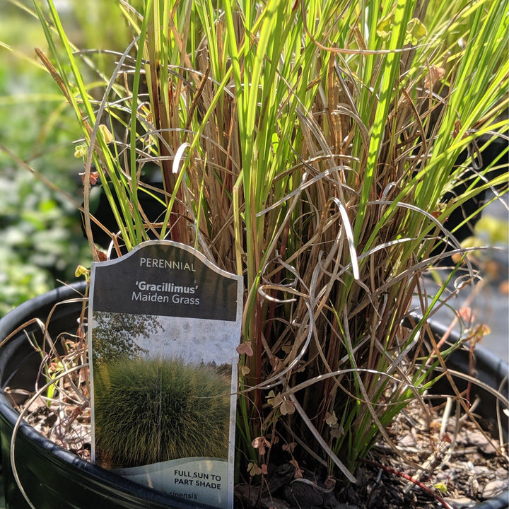 Miscanthus sinensis 'Gracillimus'  - Maiden Grass