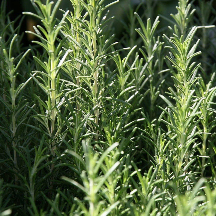 Arp Rosemary