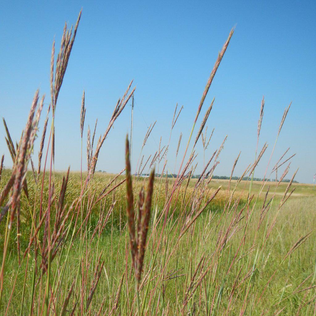 Big Bluestem