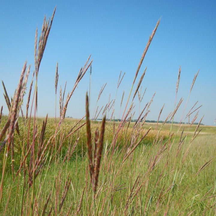 Big Bluestem