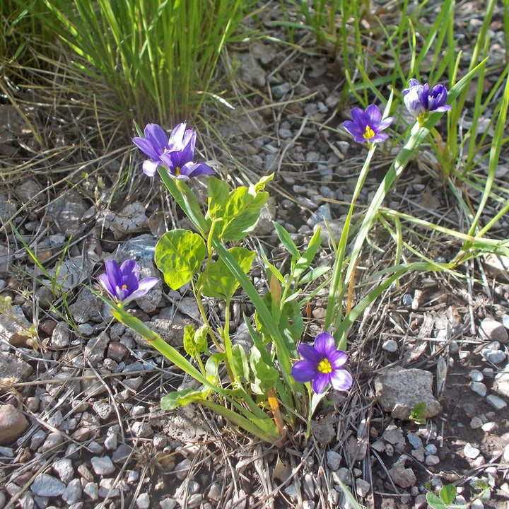 Lucerne Blue-Eyed Grass