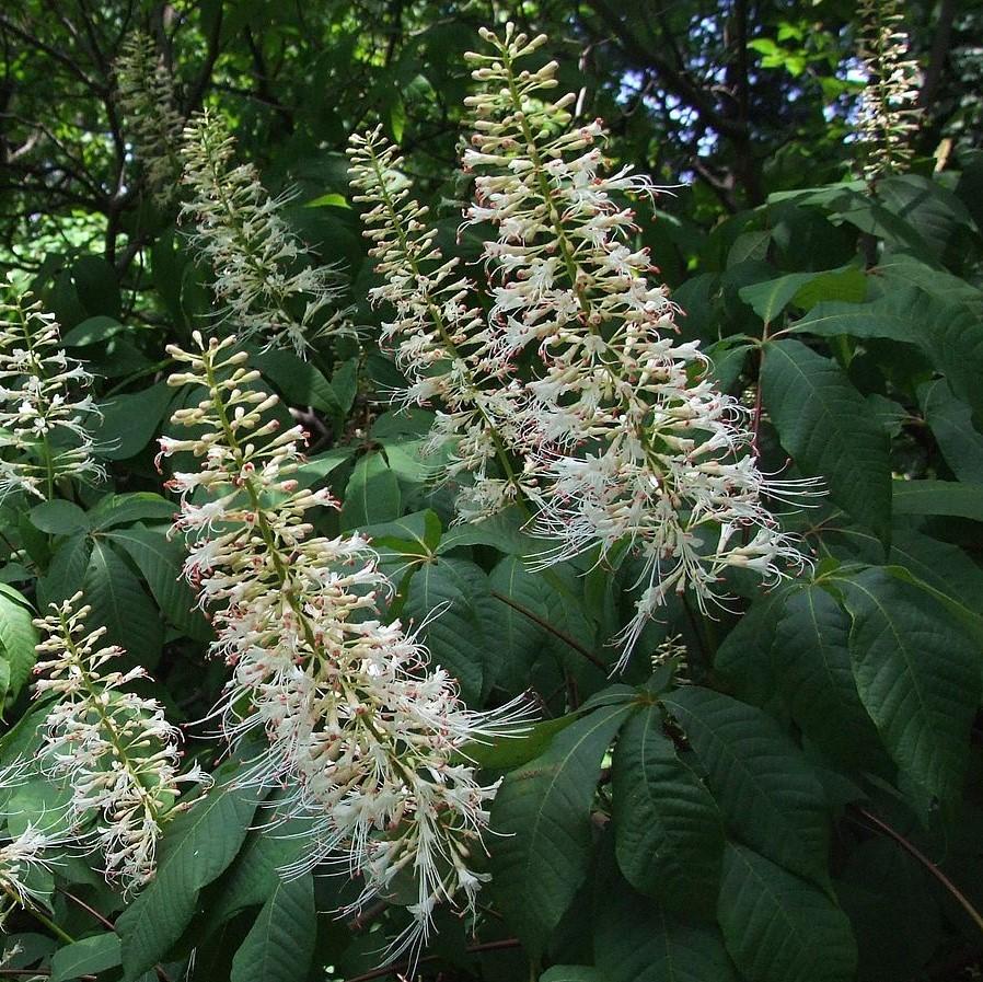 Buckeye Bottlebrush