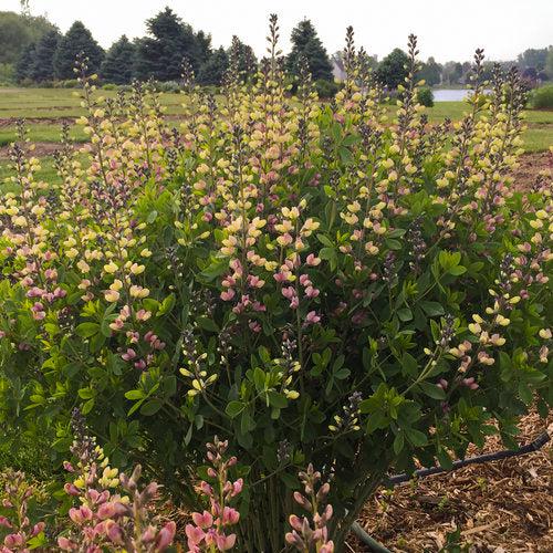 PW® Decadence® Deluxe Pink Lemonade False Indigo
