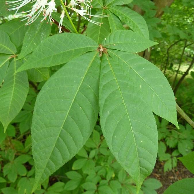 Buckeye Bottlebrush