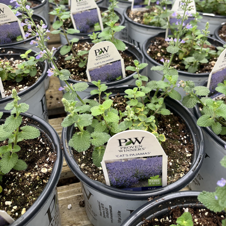 Cat's Pajamas Catmint