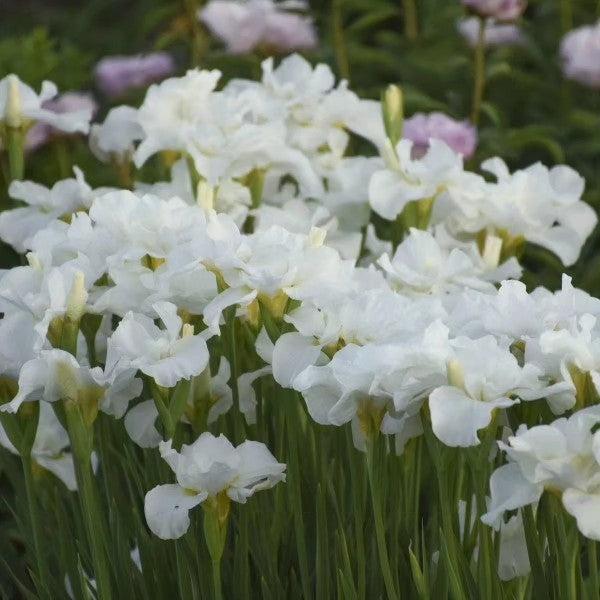 Swans In Flight Siberian Iris