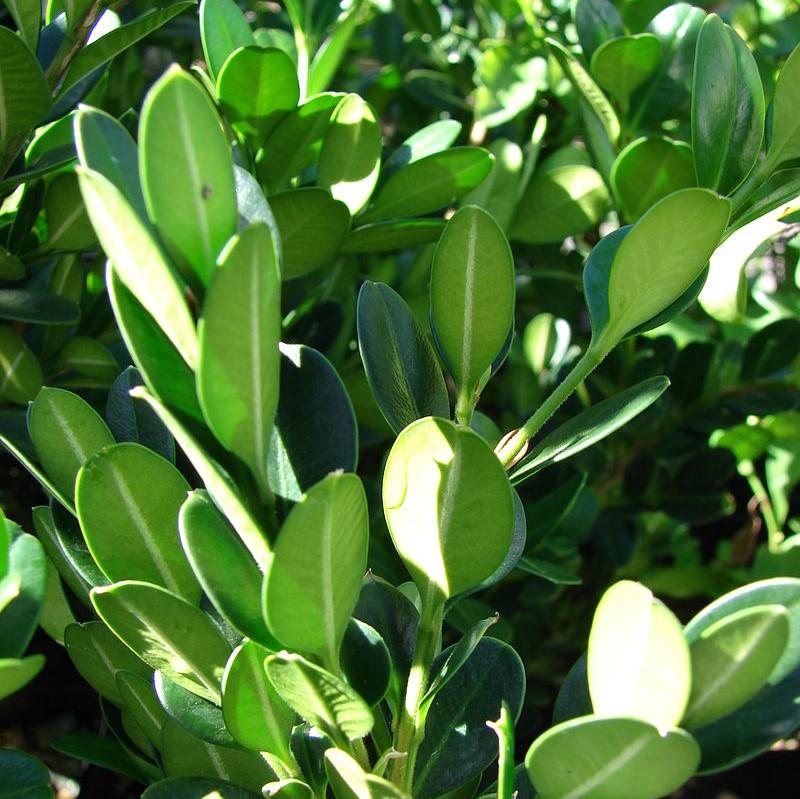 NewGen™ Independence®  Boxwood