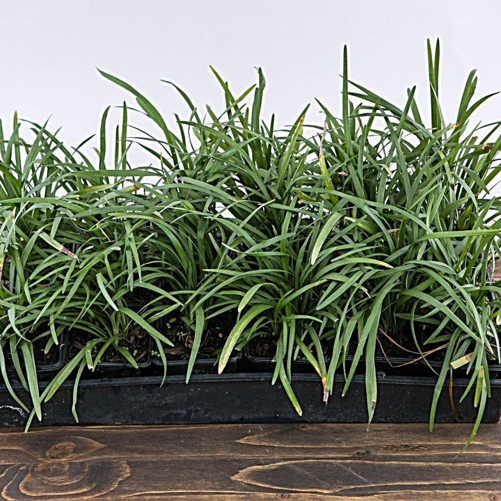 Creeping Lily Turf