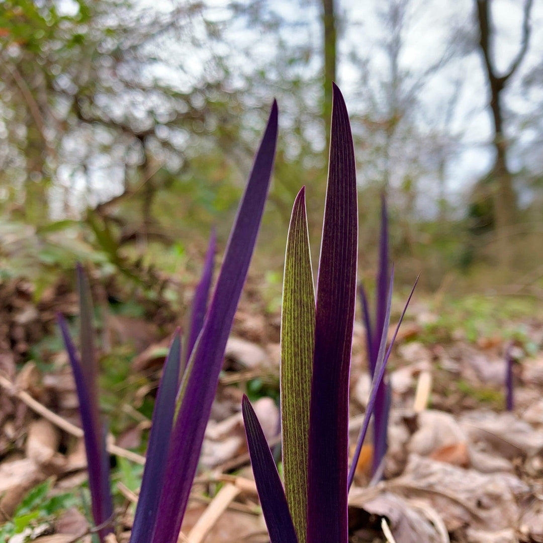 Purple Flame Blue Flag Iris