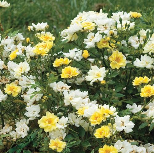 Lemon Drift® Rose
