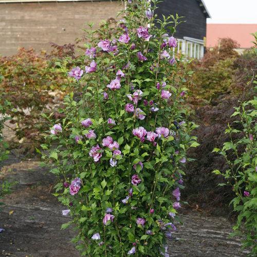 Purple Pillar® Rose of Sharon