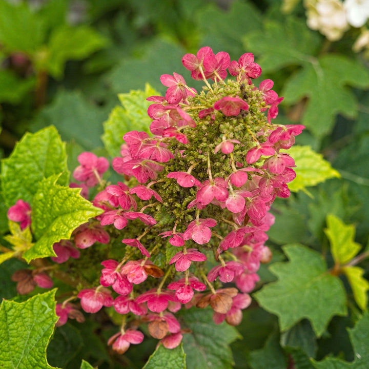 Ruby Slippers Oakleaf Hydrangea
