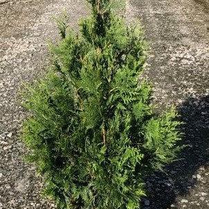 Green Giant Arborvitae