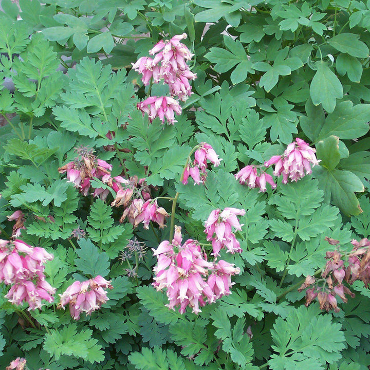 Bleeding Heart