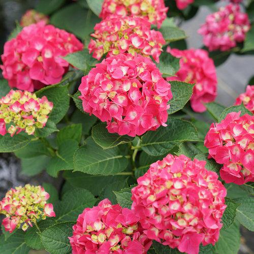 Wee Bit Giddy® Hydrangea
