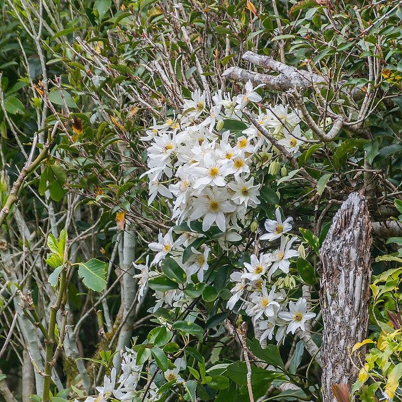 Autumn Clematis
