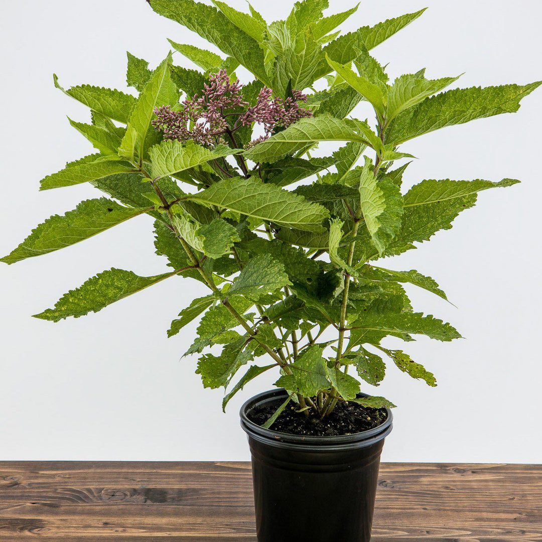 Eutrochium maculatum 'Gateway'  - Gateway Joe Pye Weed