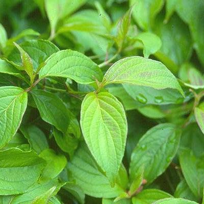 Cornus sericea 'Kelseyi'  - Kelseyi Red Twig Dogwood