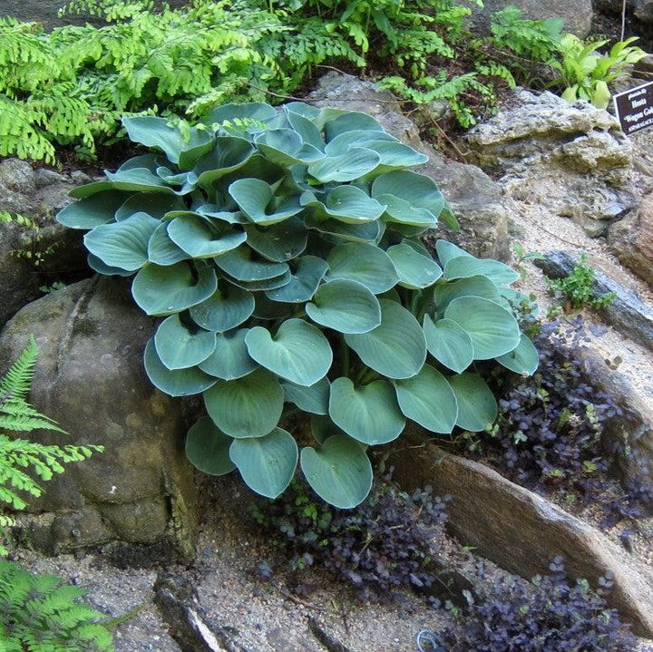 Blue Mouse Ears Hosta