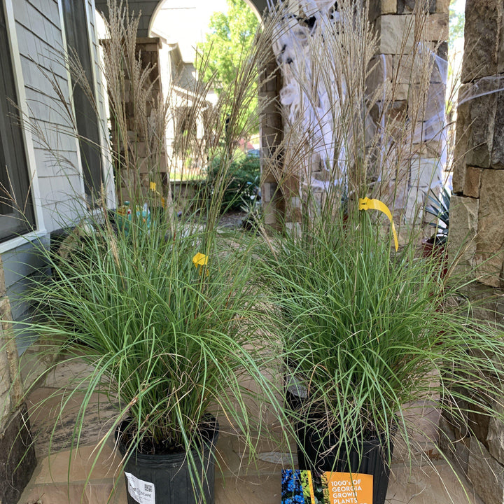 Miscanthus sinensis 'Adagio'  - Adagio Maiden Grass