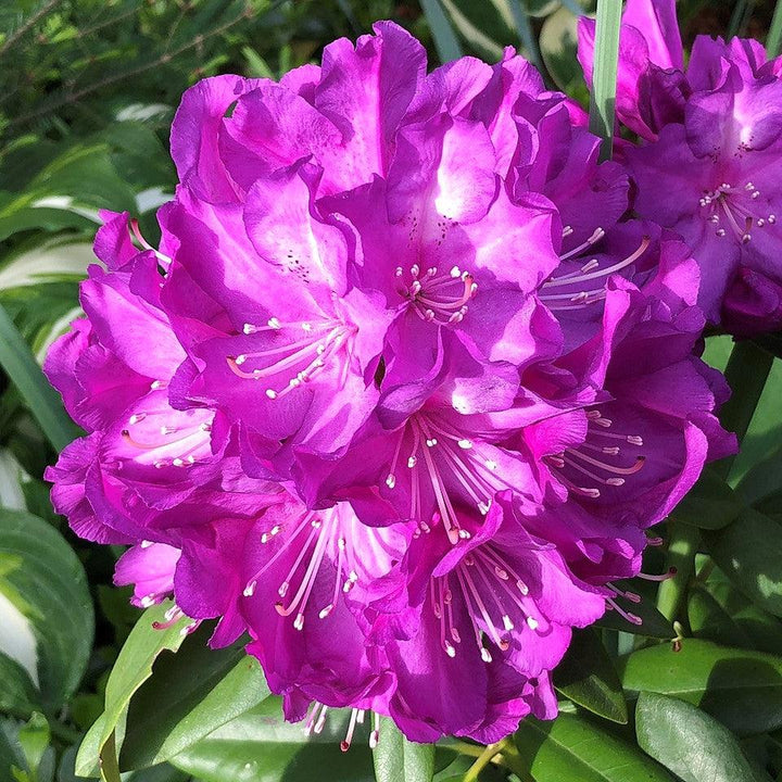 Purple Passion Rhododendron