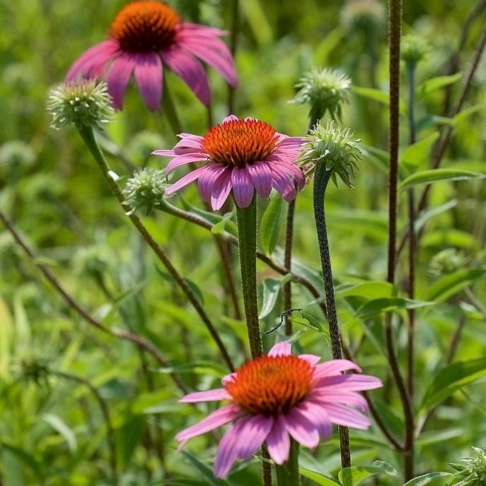 Purple Coneflower