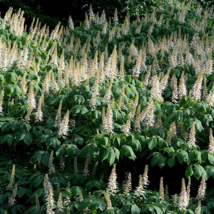 Buckeye Bottlebrush