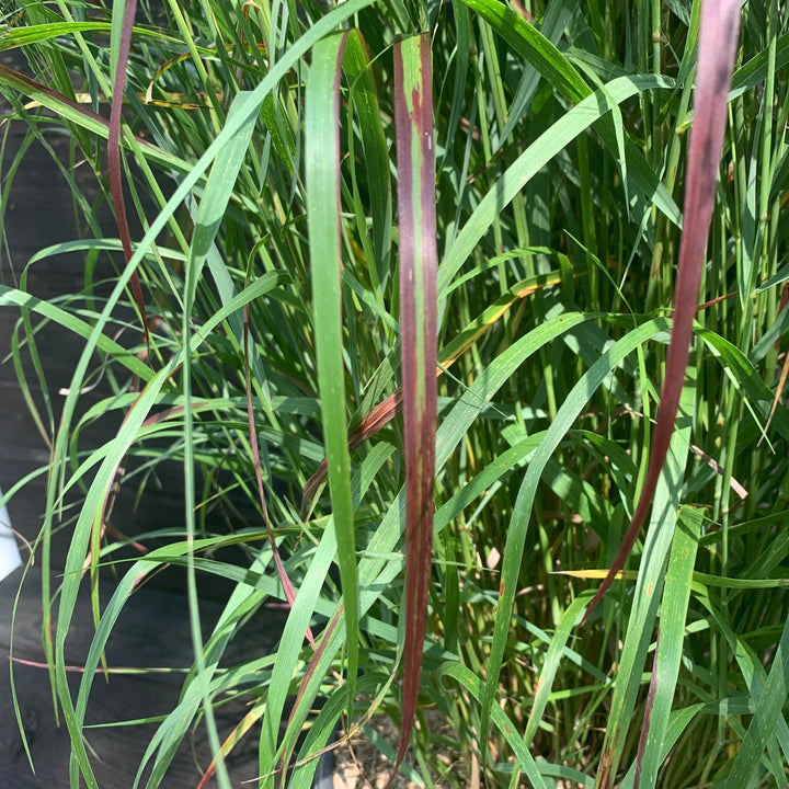 Shenandoah Switch Grass