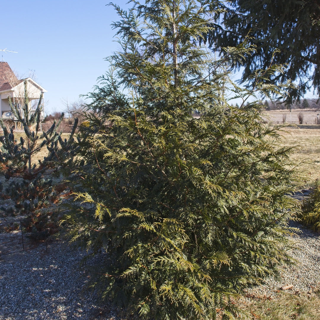 Spring Grove® Arborvitae