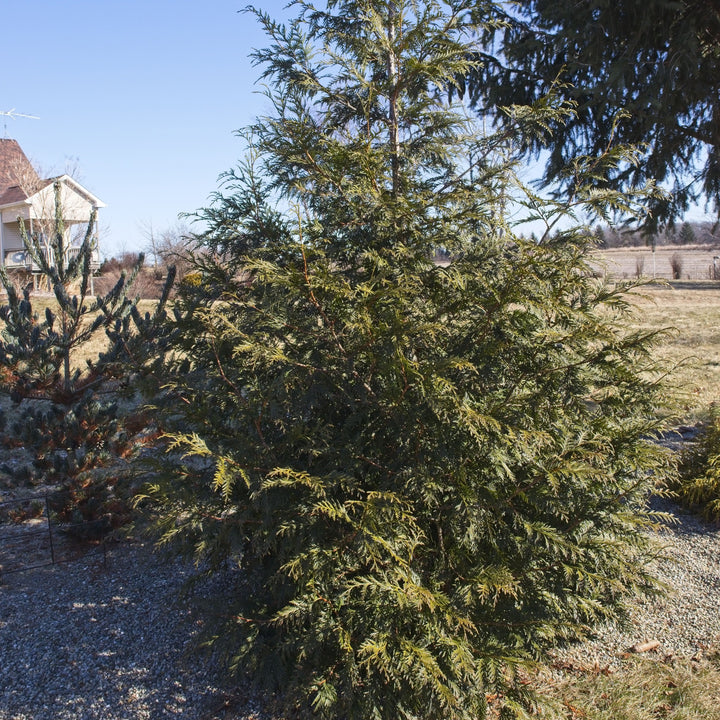 Spring Grove® Arborvitae
