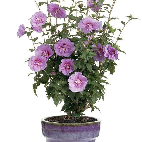 Lavender Chiffon® Rose of Sharon
