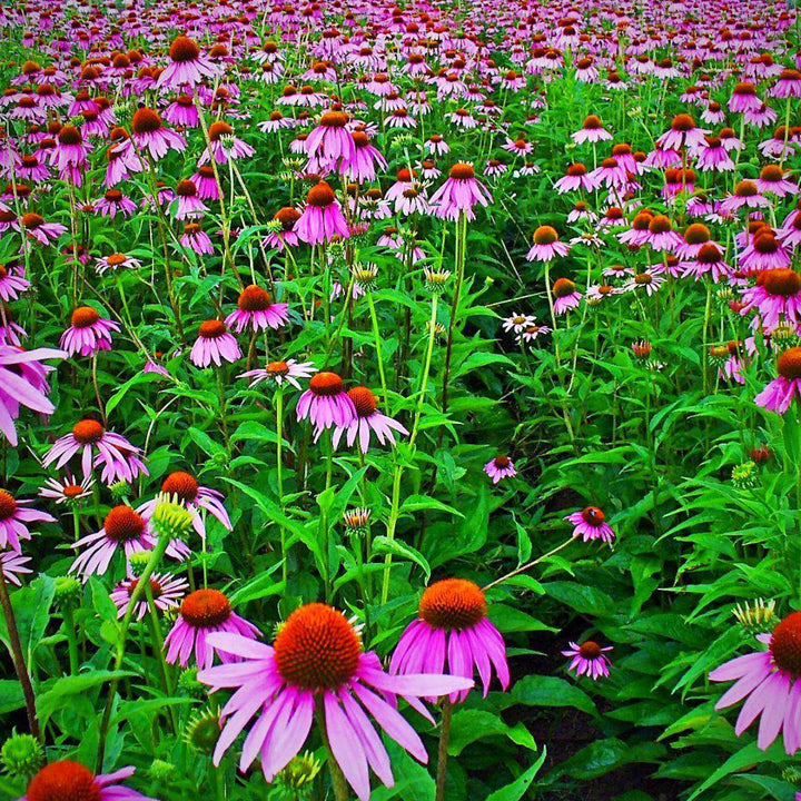 Purple Coneflower