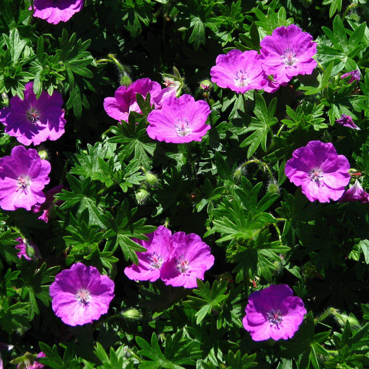 Maz Frei Bloody Cranesbill