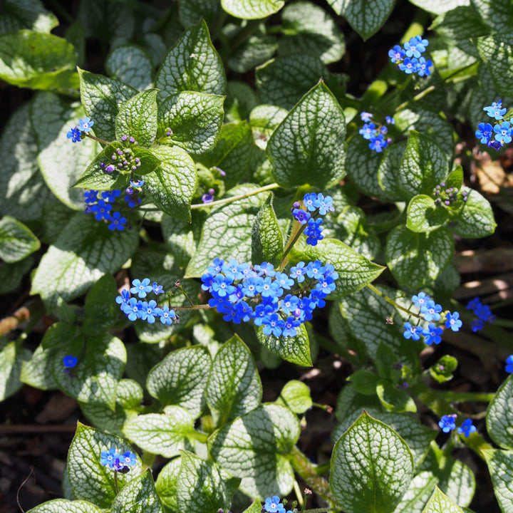 Sea Heart Siberian Bugloss
