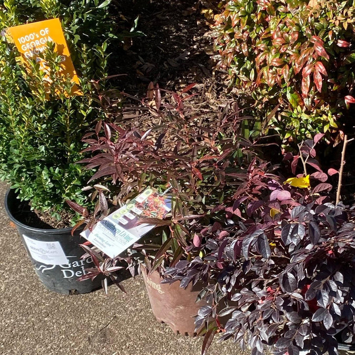 Burning Love™ Leucothoe
