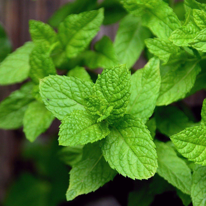 Mojito Peppermint