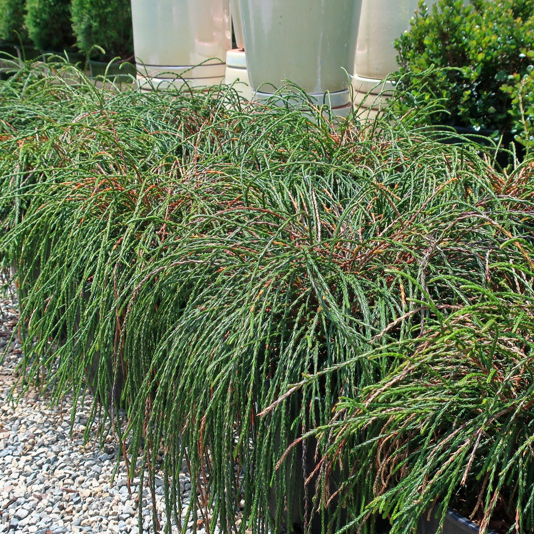 Whipcord Arborvitae