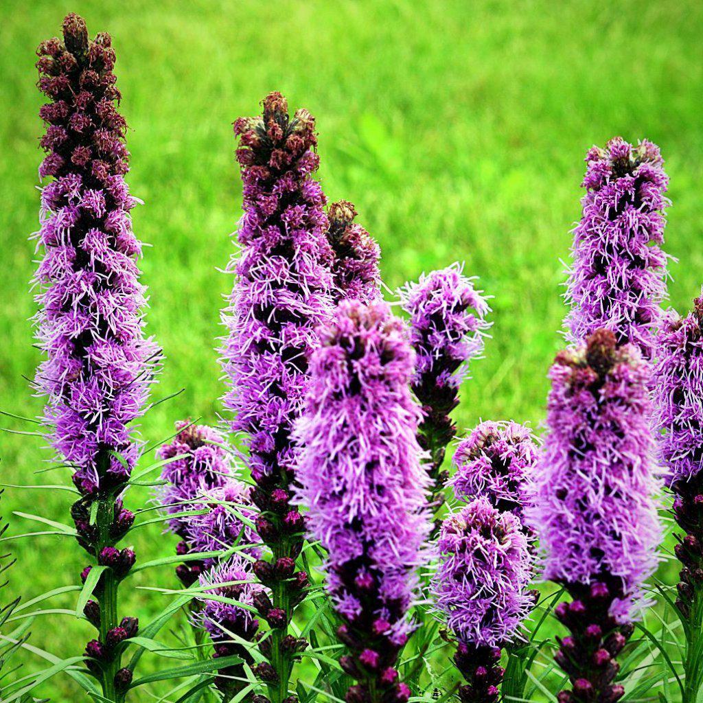 Liatris spicata  - Marsh Blazing Star, Gayfeather