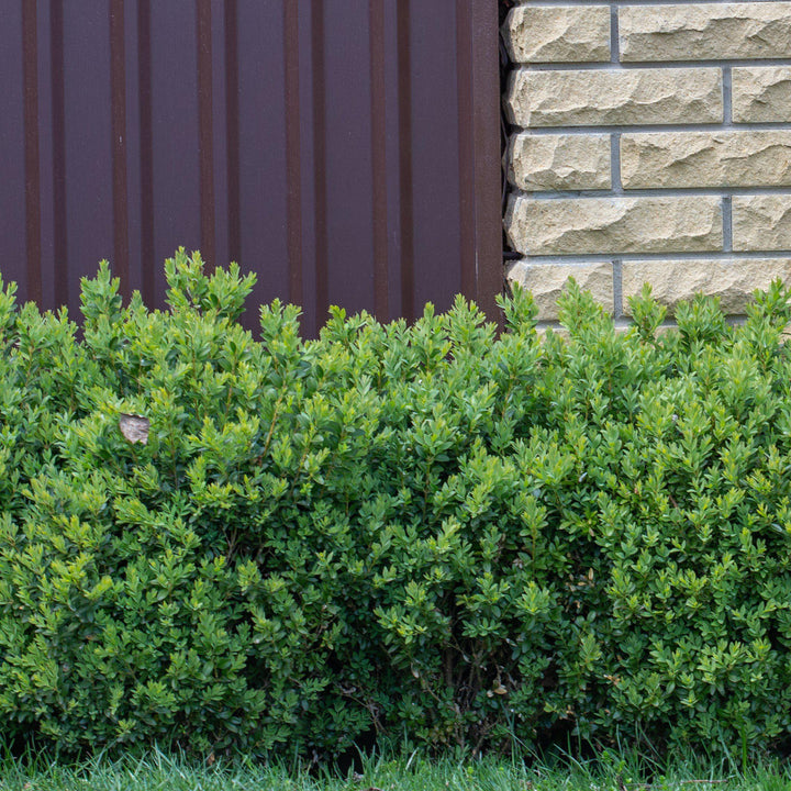 NewGen™ Freedom® Boxwood
