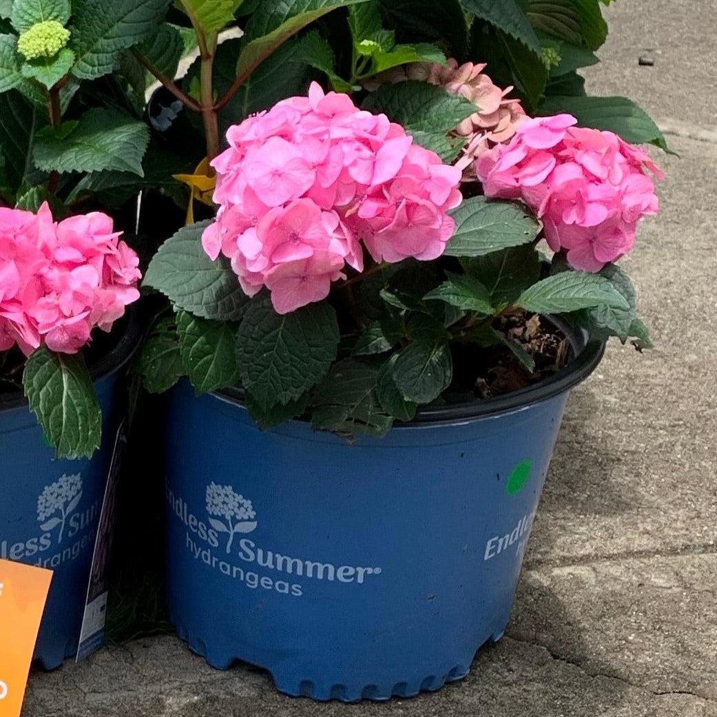 Endless Summer® Bloomstruck® Hydrangea